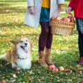Gdzie na Wielkanoc z psem warto wyjechać?