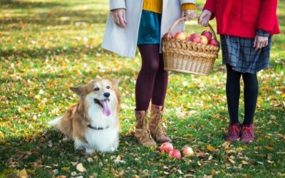 Gdzie na Wielkanoc z psem warto wyjechać?
