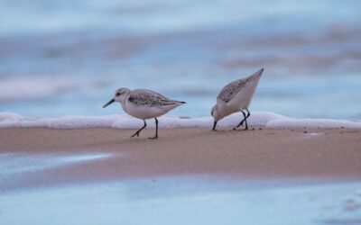 Jakie ptaki są nad morzem bałtyckim i kiedy można je spotkać?